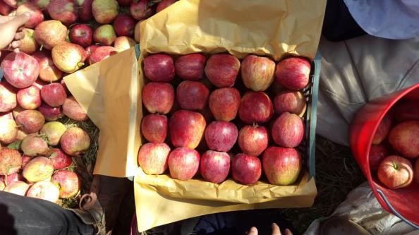 فروش مستقیم سیب فرانسوی با بهترین بسته بندی