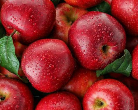 عرضه کنندگان سیب درختی در ایران