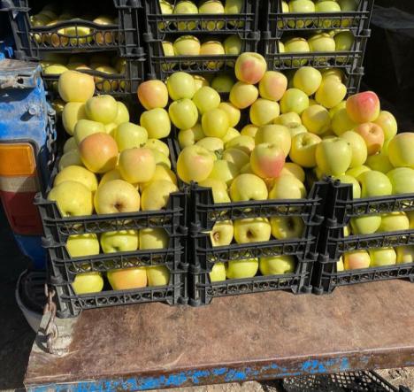 مراحل صادرات سیب درختی