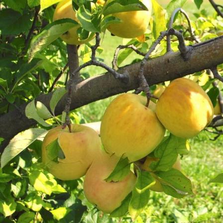 راهنمای خرید سیب لبنانی درجه یک