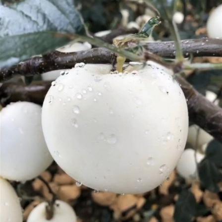 عوامل موثر بر قیمت سیب درختی ممتاز