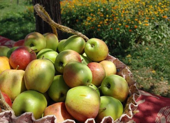 عرضه عمده سیب جنگلی در تهران