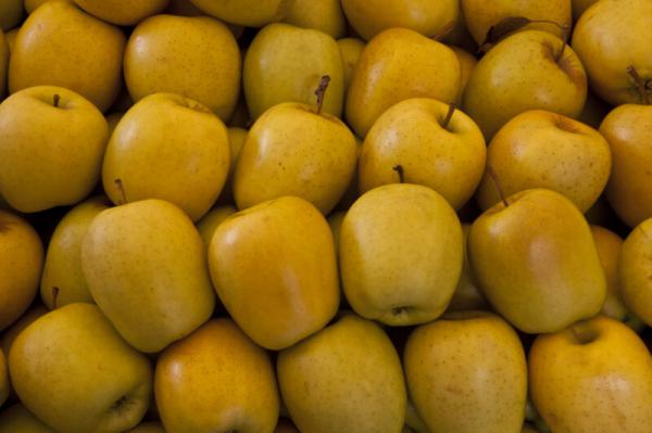 مشخصات بهترین نوع سیب درختی