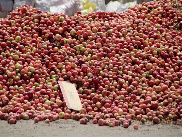 مراکز توزیع سیب آبگیری ارزان قیمت