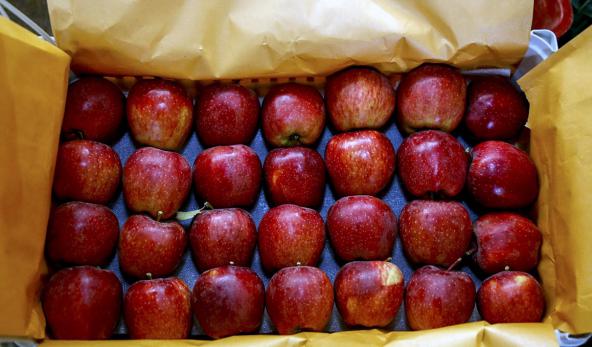 مرجع فروش سیب سمیرم صادراتی