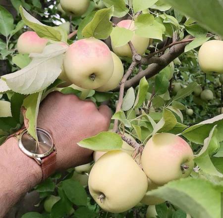 صادرکننده سیب ترش سفید به اروپا