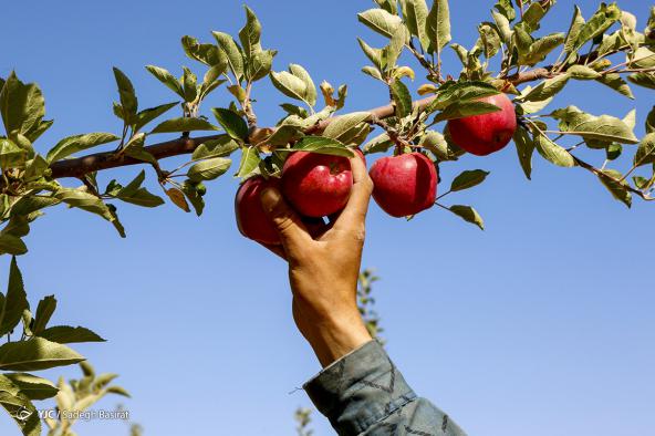 چه نوع سیب مناسب صادرات است؟