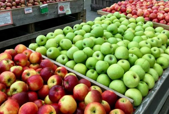 گام به گام صادرات سیب