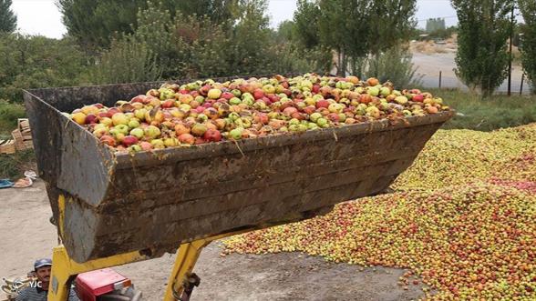 انواع بسته بندی مناسب برای سیب