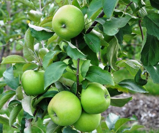 روش های تشخیص سیب درختی ممتاز