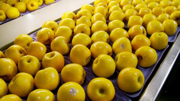 مرکز فروش سیب عمده به قیمت عمده