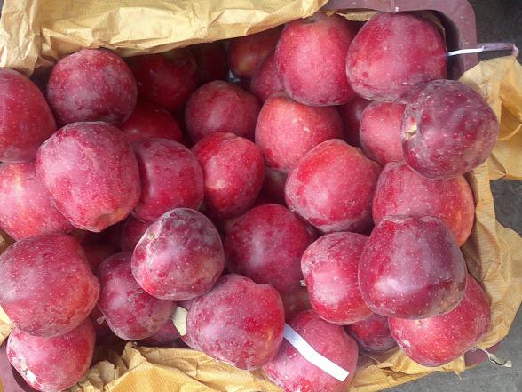 فروشنده عمده سیب درختی مرغوب مراغه