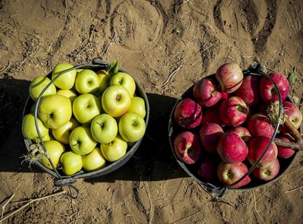 ویژگی بهترین سیب ممتاز سمیرم