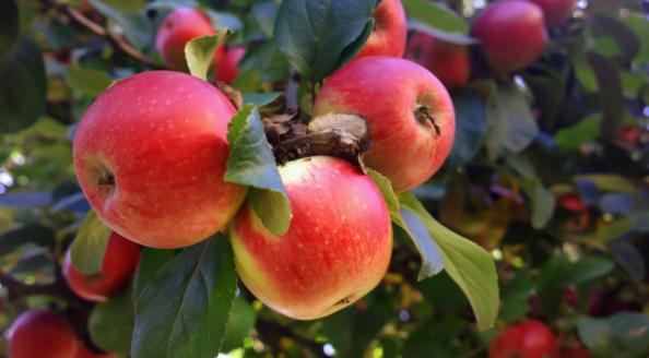 بهترین نژاد سیب درختی جهت صادرات