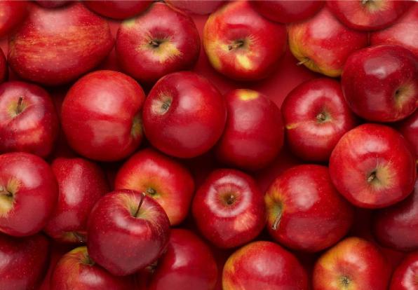 تولید انبوه سیب قرمز ارومیه