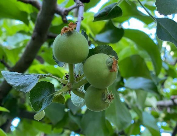 سرمایه لازم برای صادرات سیب درختی