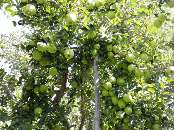 عواملی که بر کیفیت سیب درختی تاثیر دارد 