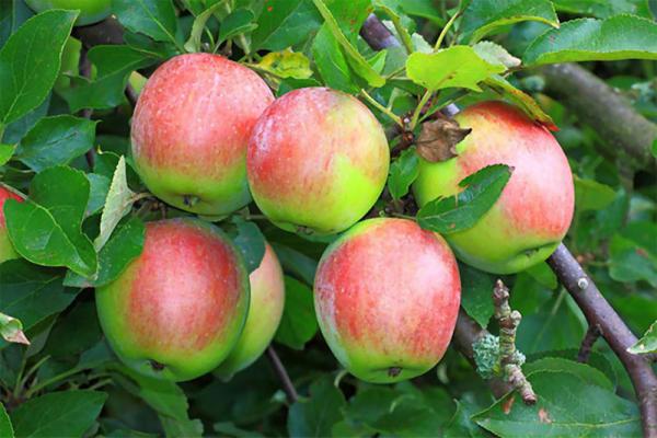 بزرگترین فروشنده عمده انواع سیب ممتاز دماوند