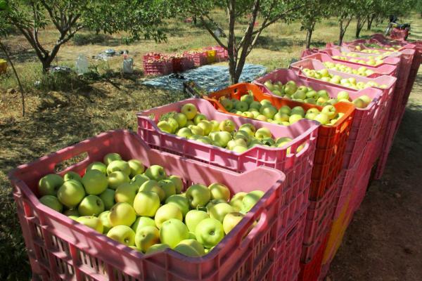 بهترین روش نگهداری از سیب آبگیری