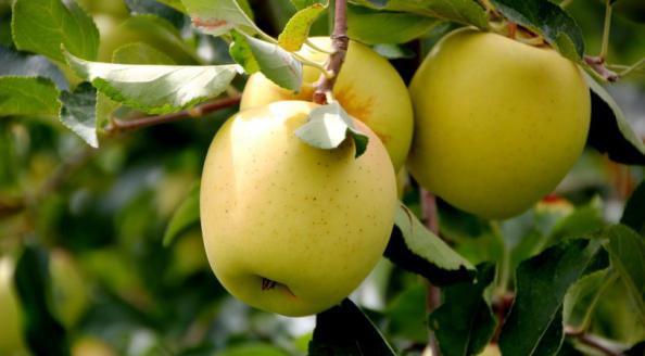 فروش سیب زرد لبنانی به قیمت عمده