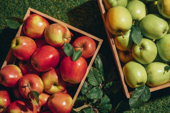 انواع سیب درختی صادراتی را بشناسید 
