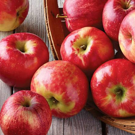 پخش کننده سیب درختی صنعتی ارزان قیمت