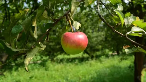 نحوه ی صادرات سیب درختی به اروپا