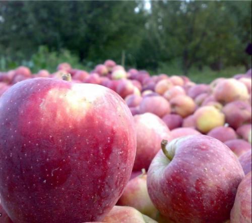 چگونگی تشخیص بهترین سیب آبگیری