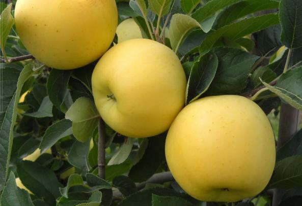 راهنمای خرید بهترین نوع سیب درختی صادراتی