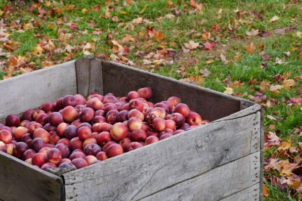 توزیع بی واسطه سیب زیر درختی به بازار ارومیه