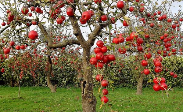 بزرگترین مرکز خرید سیب آبگیری ارگانیک در ایران
