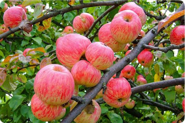 عوامل موثر بر کاهش قیمت سیب گلاب 