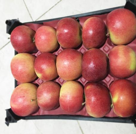 پخش کننده انواع سیب صادراتی در مراغه