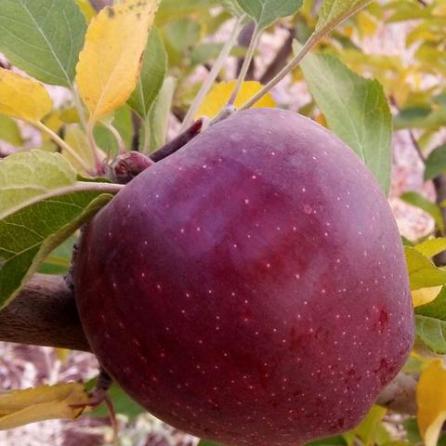قیمت خرید سیب درختی در مراغه