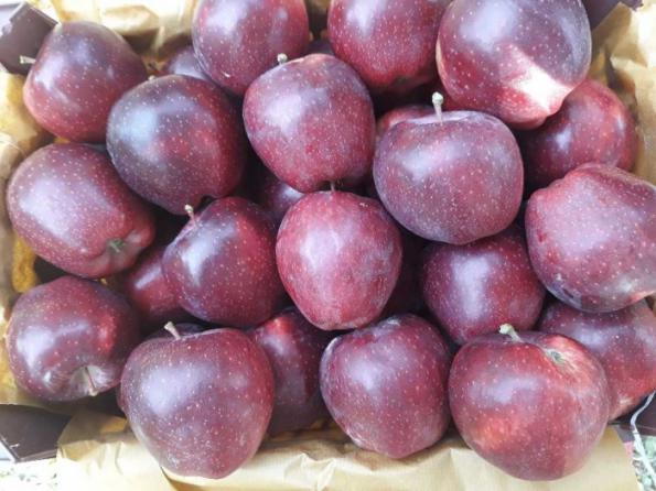 نرخ سیب قرمز صادراتی در فروشگاه های سراسر کشور