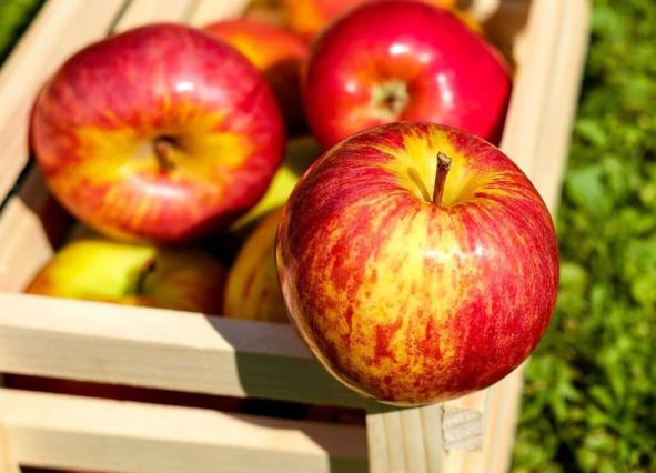 صفر تا صد صادرات سیب از ایران