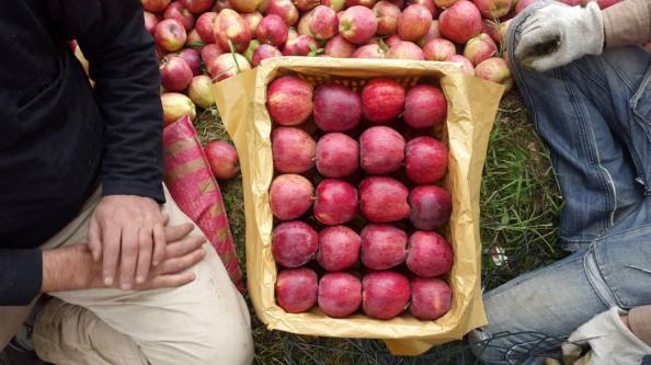 خرید بدون واسطه سیب صادراتی درجه یک