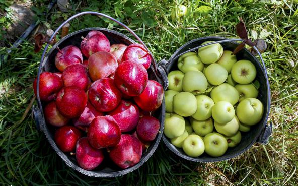 فروش سیب سمیرم به صورت عمده