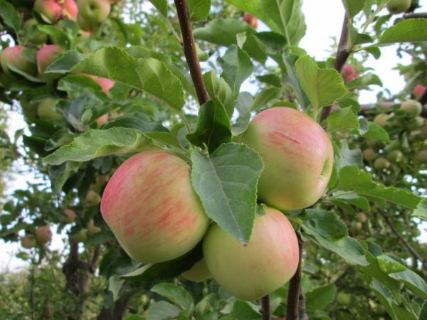 بزرگترین فروشگاه سیب گلاب ممتاز شیرین