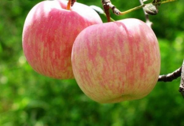 قیمت سیب گلاب سفید درجه یک ارگانیک در بازار های ایران