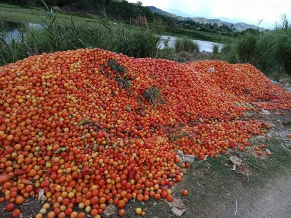 خرید و فروش سیب زیر درختی با کیفیت در سراسر کشور