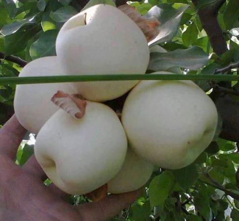 اصلی ترین مرکز تولید سیب سفید