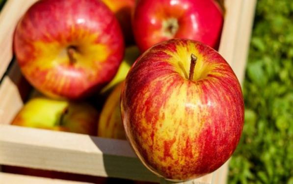 سفارش خرید سیب زرد مرغوب از فروشنده معتبر در شهر ارومیه 