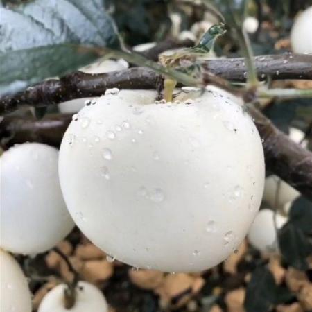 شناخت سیب درختی سفید اعلا صادراتی