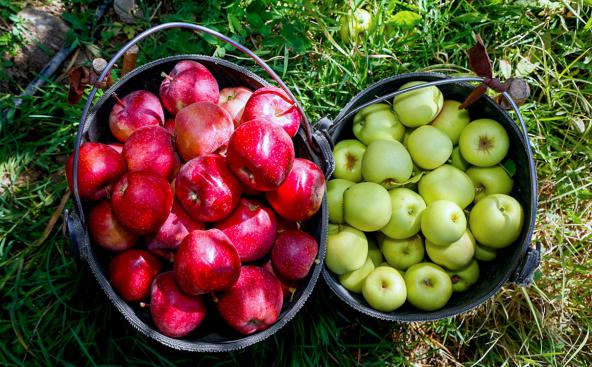 مراکز فروش سیب زیر درختی ارزان قیمت در شهر مراغه