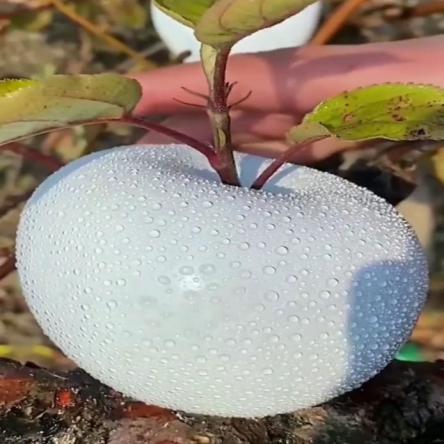 درباره پیدایش سیب ترش سفید بیشتر بدانید