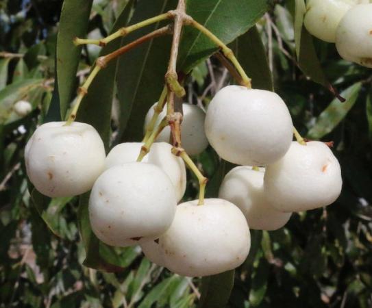 قیمت بهترین سیب درختی سفید در تهران