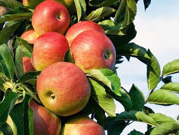 قیمت ویژه سیب درختی فرانسه در سال جاری