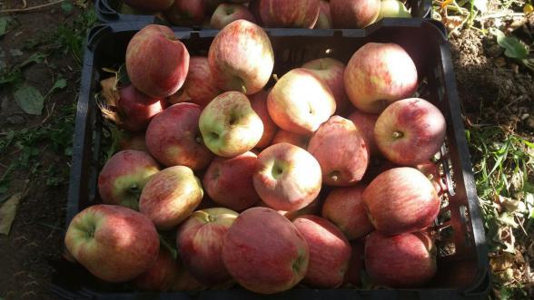 پرفروش ترین نوع سیب درختی در شهرستان ها 