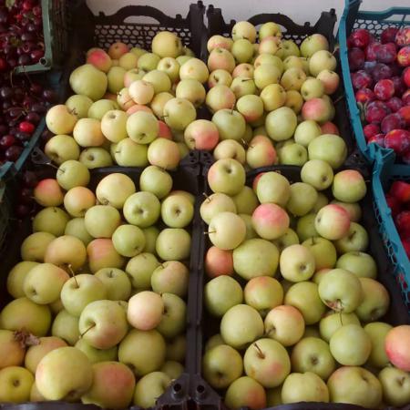 خرید فروش سیب گلاب زودرس در زنجان